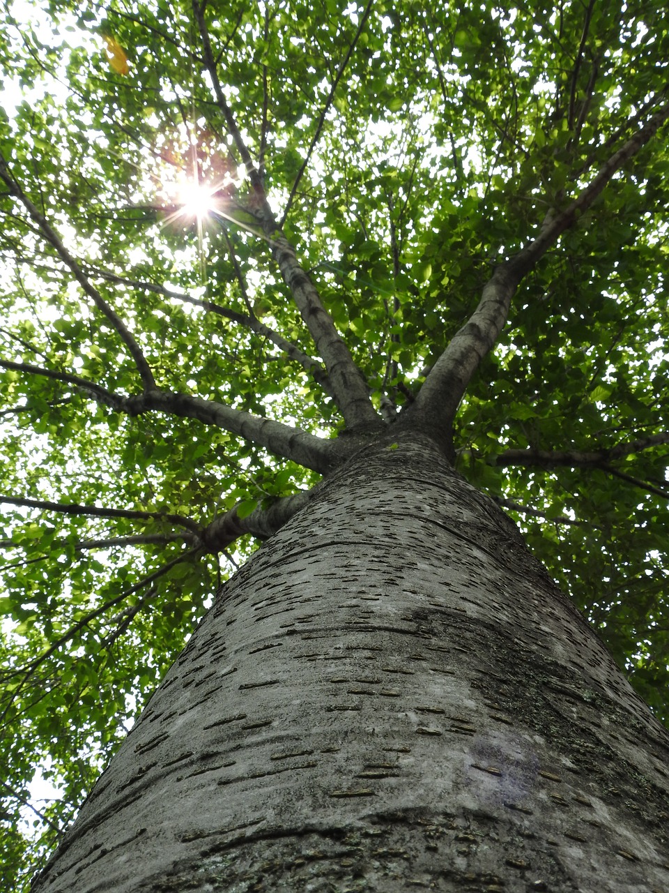 tree  light  day free photo