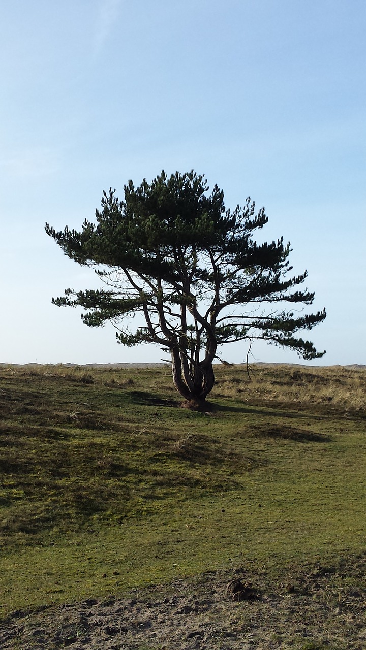 tree  only  nature free photo