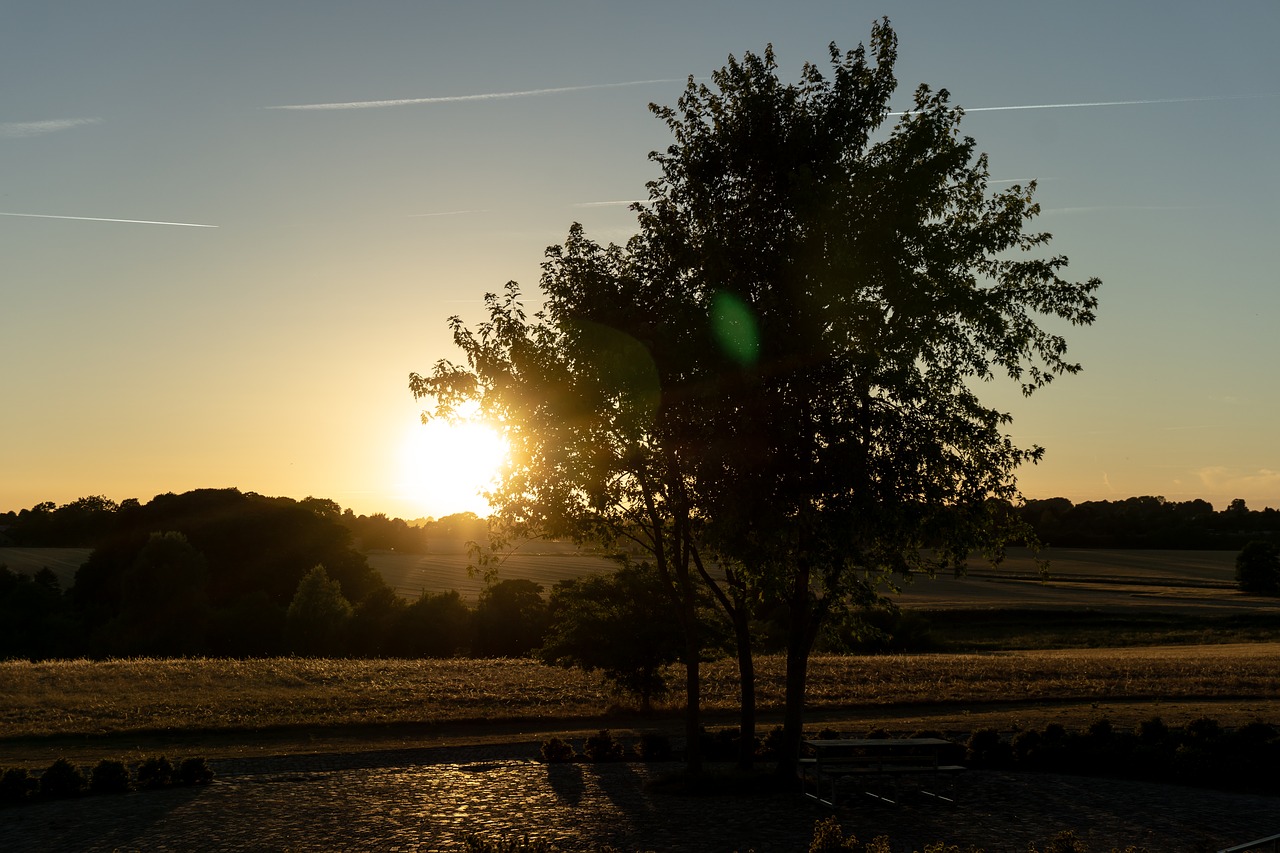 tree  landscape  nature free photo