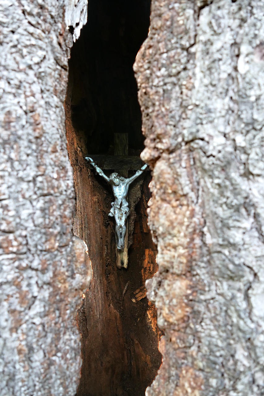 tree  bark  wood free photo