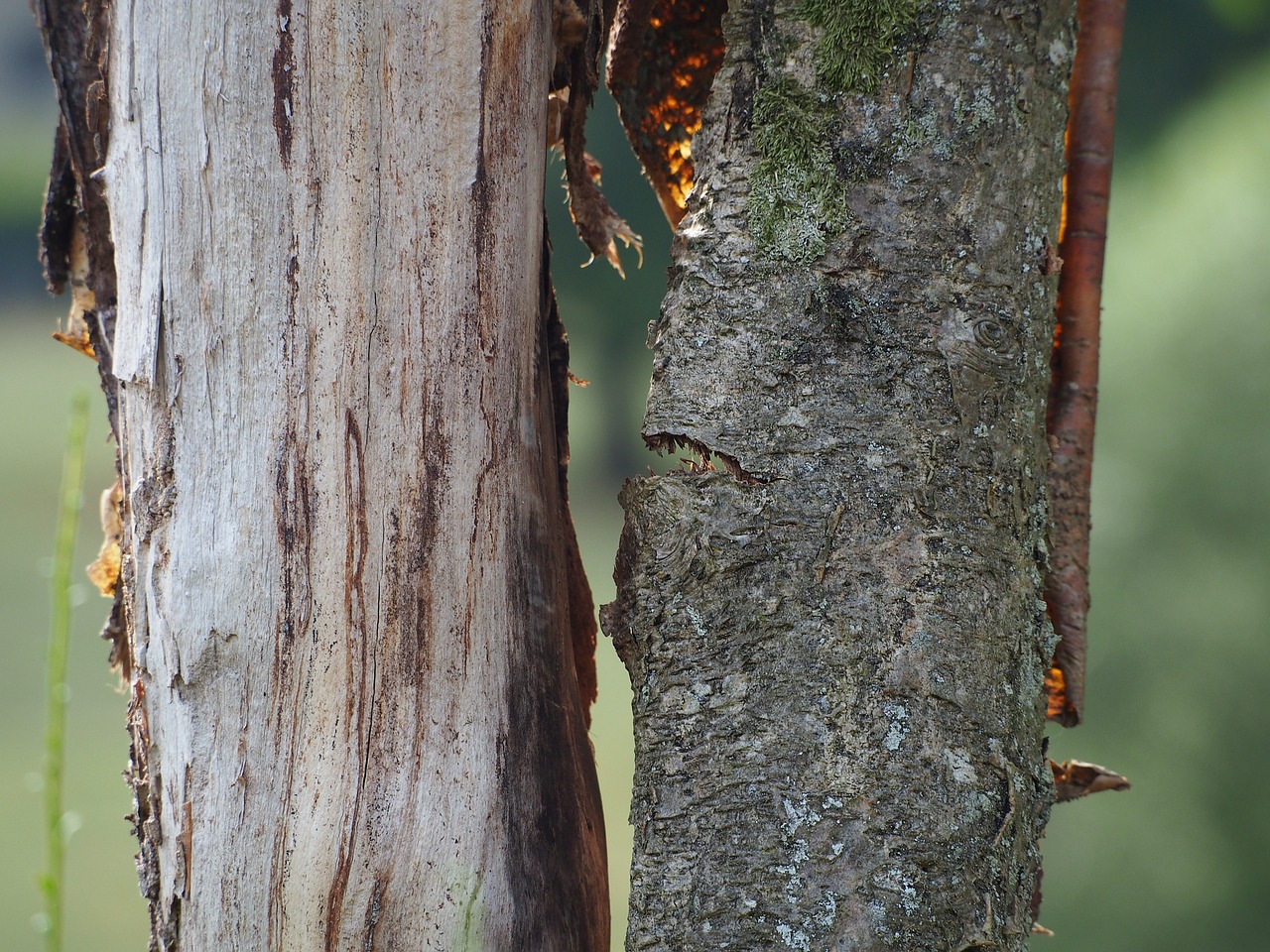 tree  bark  wood free photo