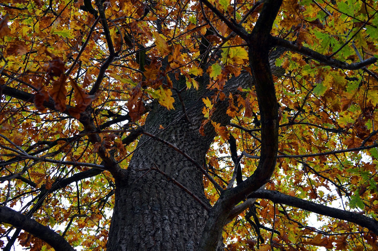 tree  crown  autumn mood free photo