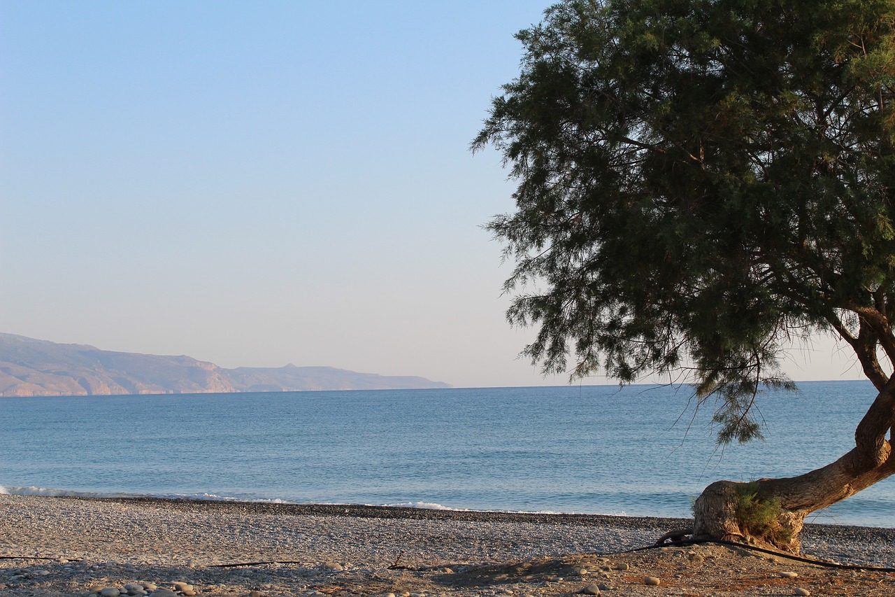 tree  beach  sea free photo