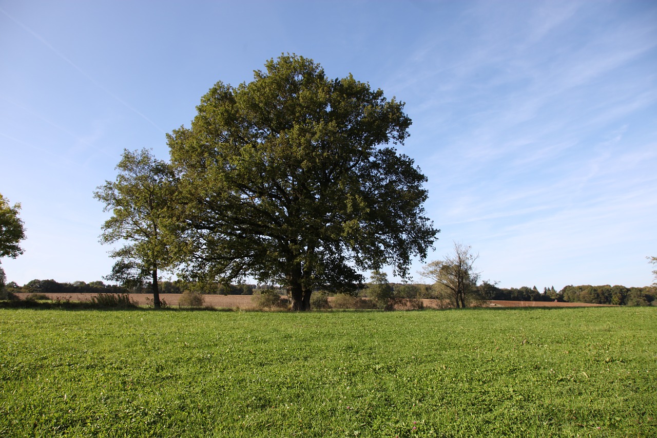 tree  oak  nature free photo