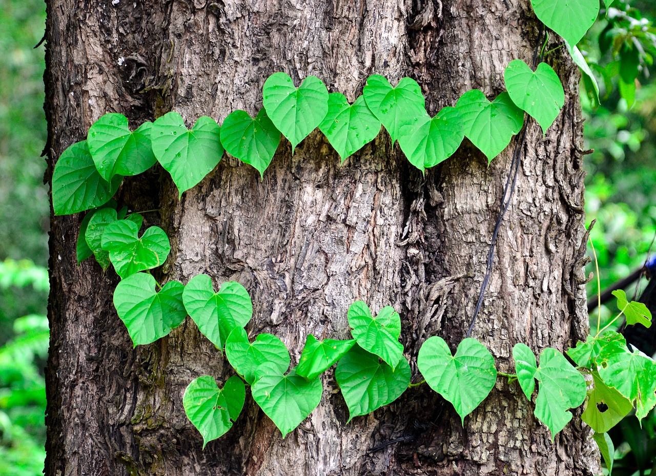 tree  green  the leaves free photo