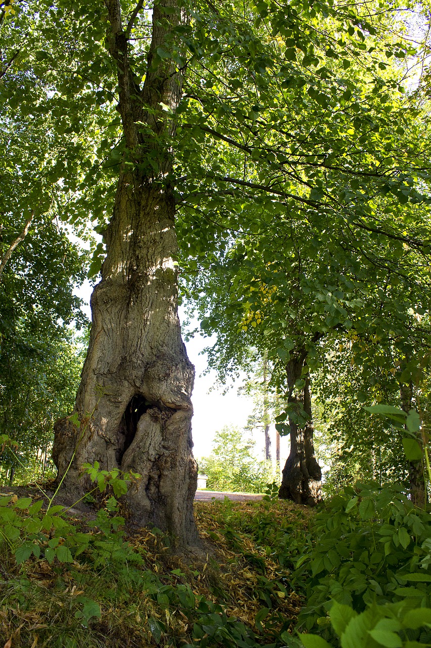 tree  deciduous forest  greenery free photo