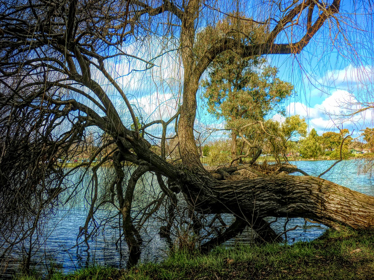 tree  lake  nature free photo