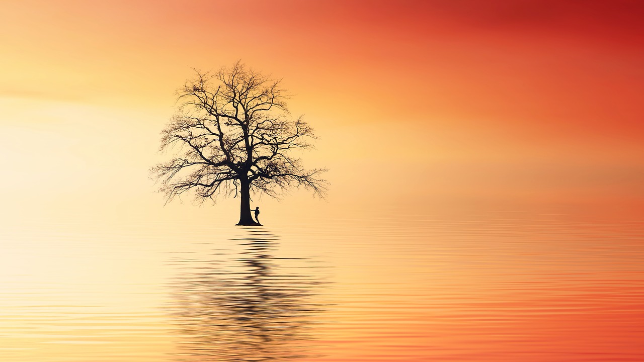 tree  ocean  sunset free photo