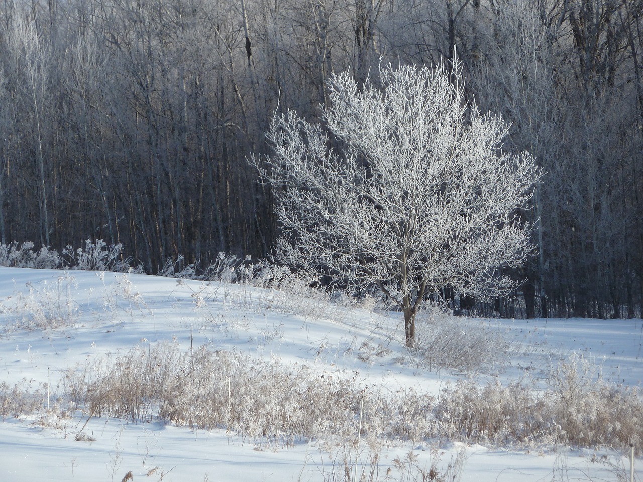 tree  winter  frost free photo