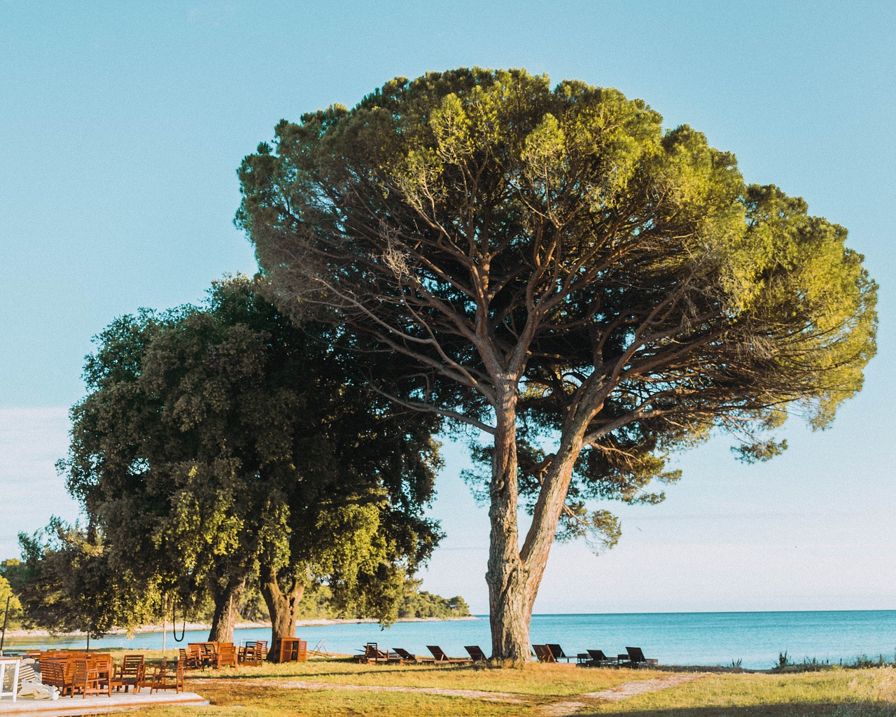 tree  beach  coastline free photo