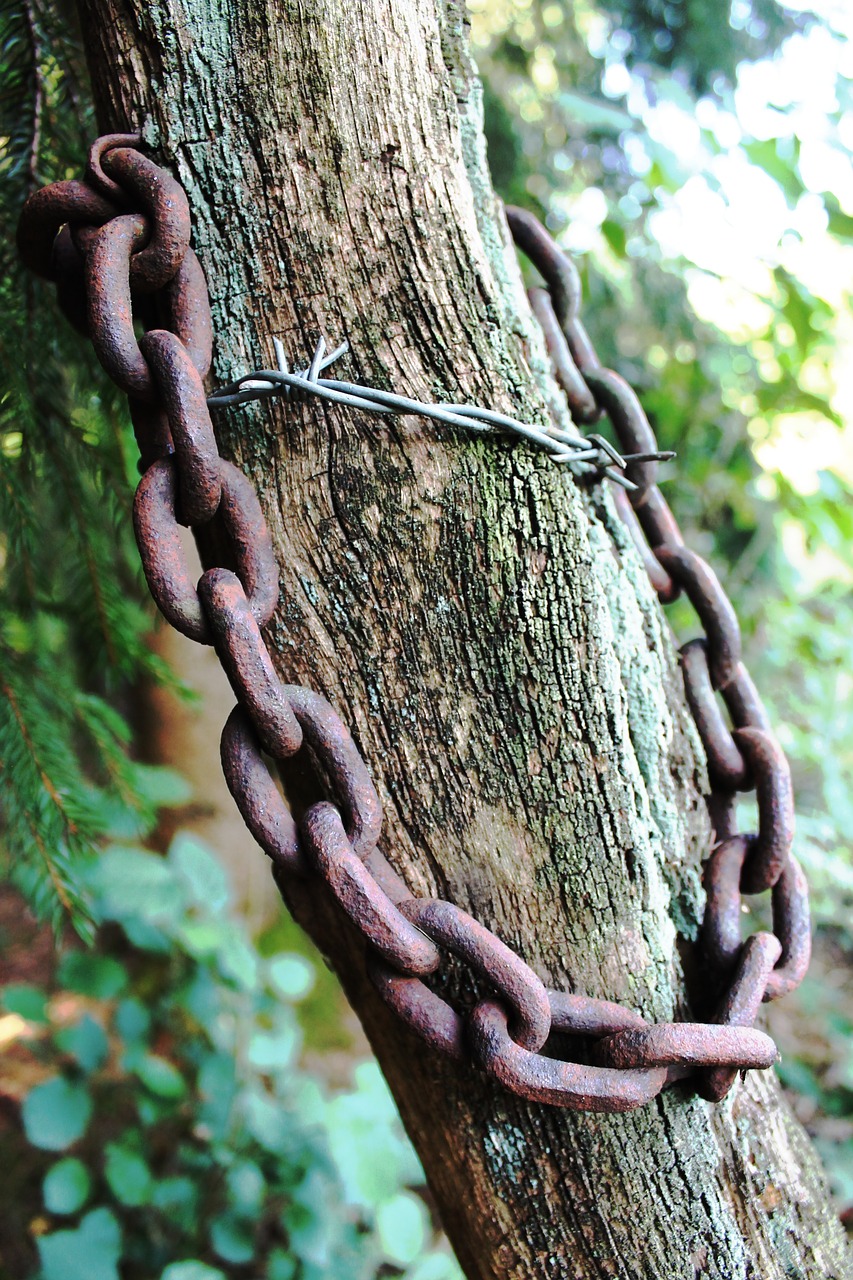 tree  chain  rust free photo