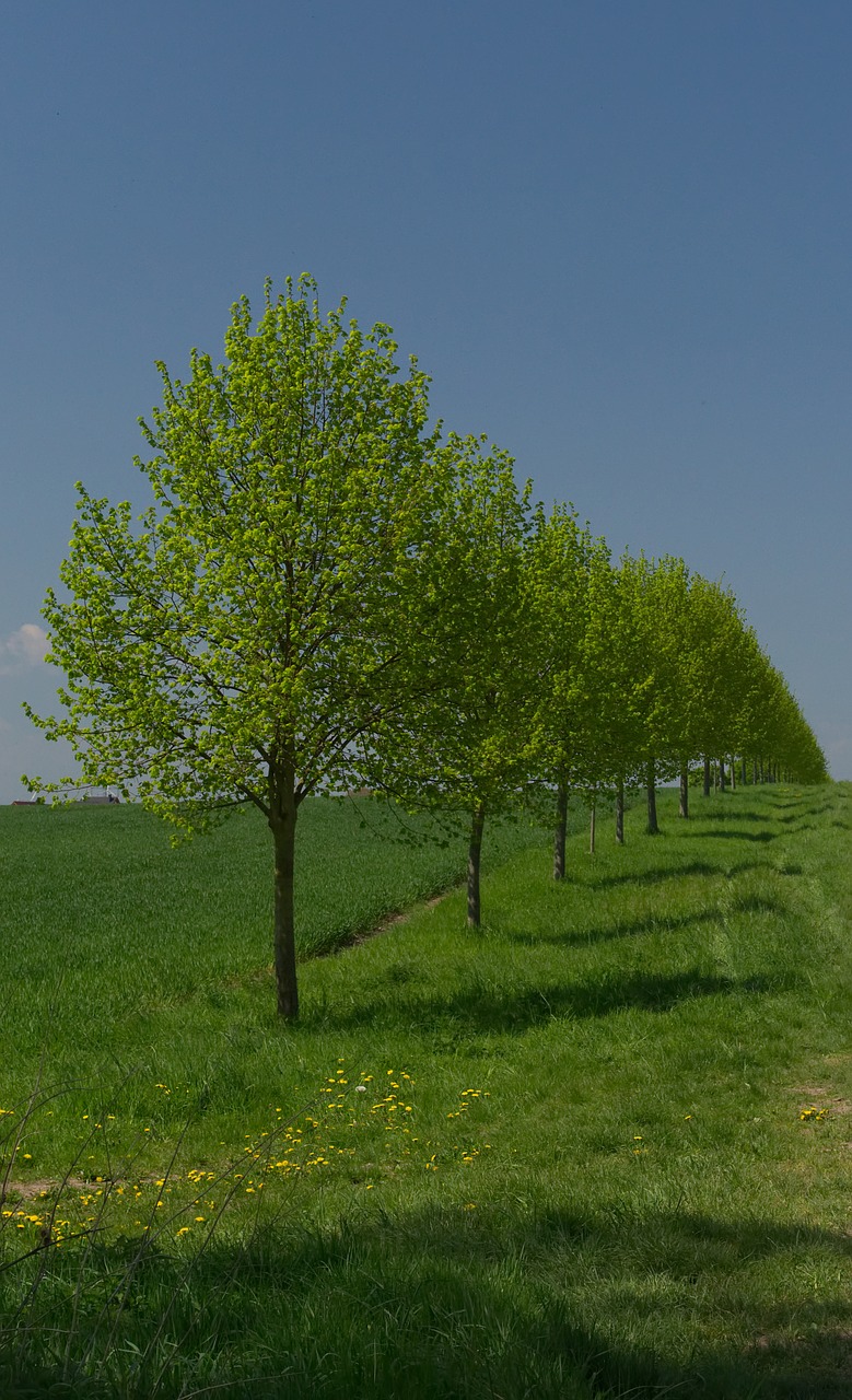 tree  row of trees  sky free photo