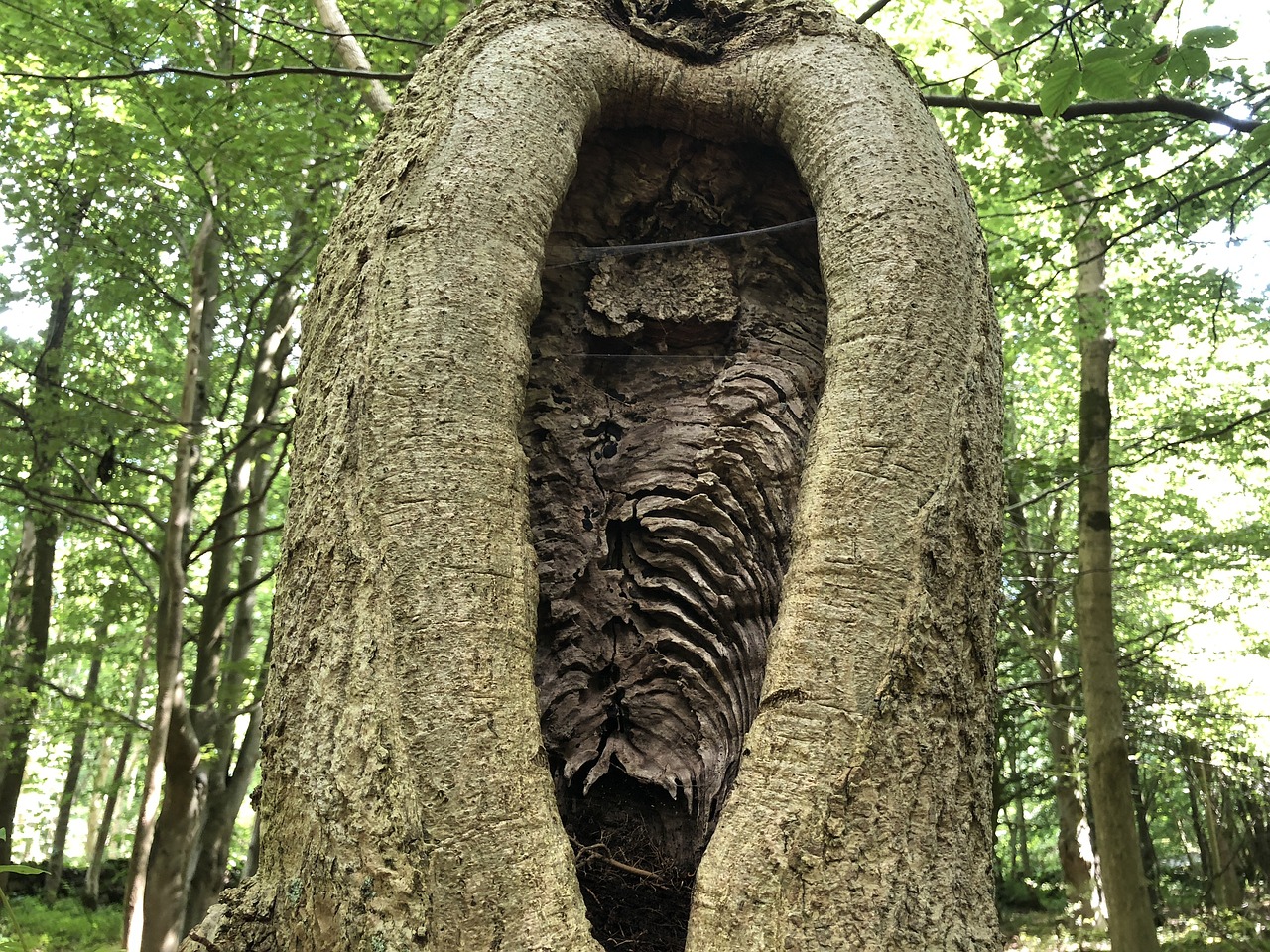 tree  trees  bark free photo