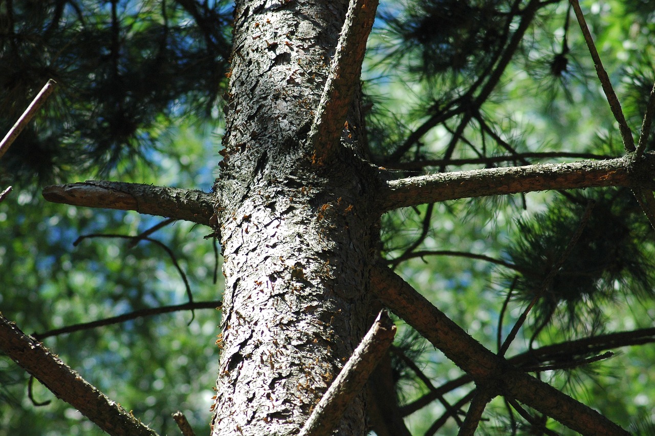 tree  wood  forest free photo