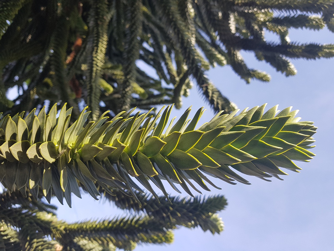 tree  branch  plant free photo