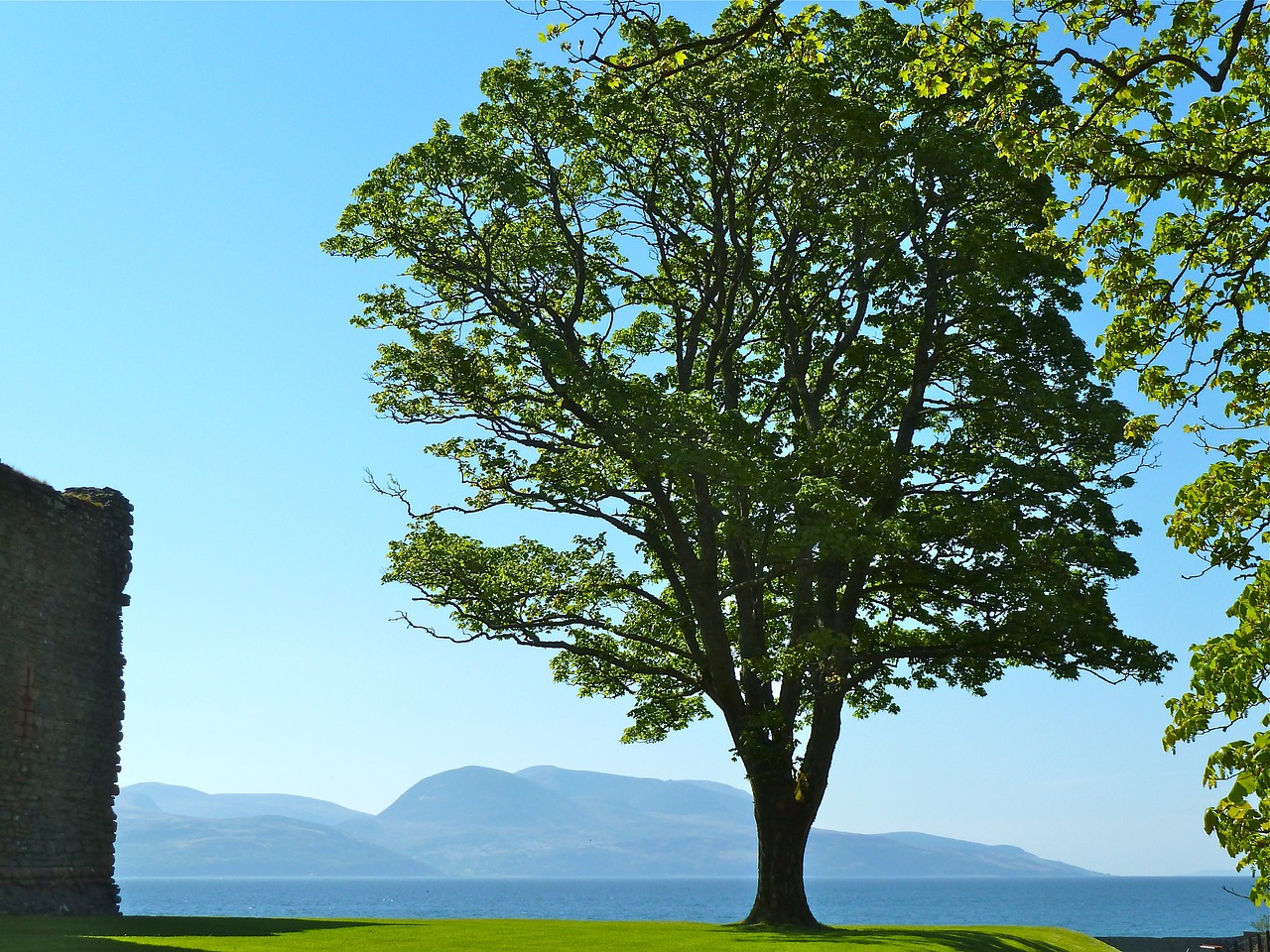 tree ocean bay free photo