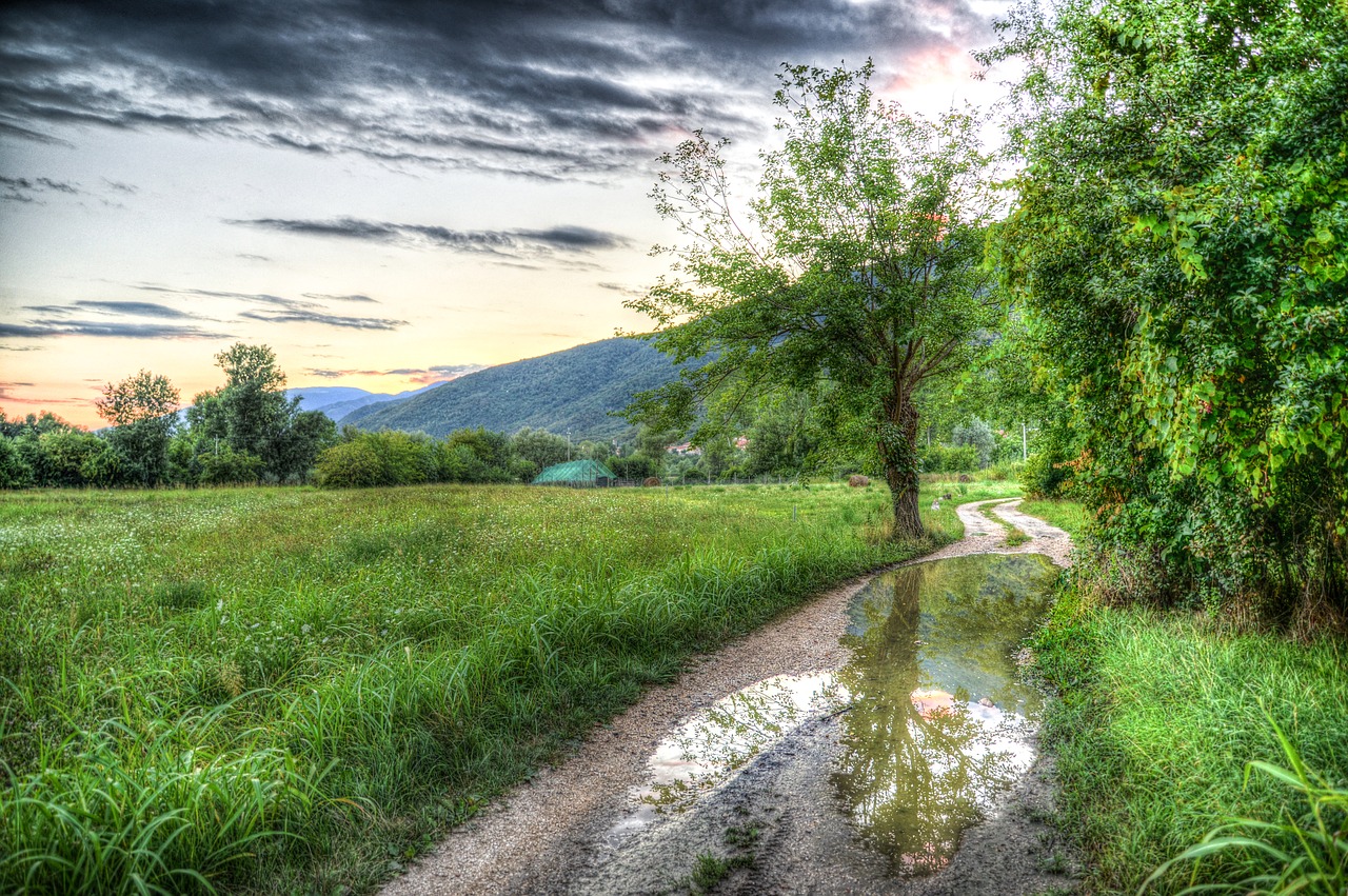 tree  path  hdr free photo