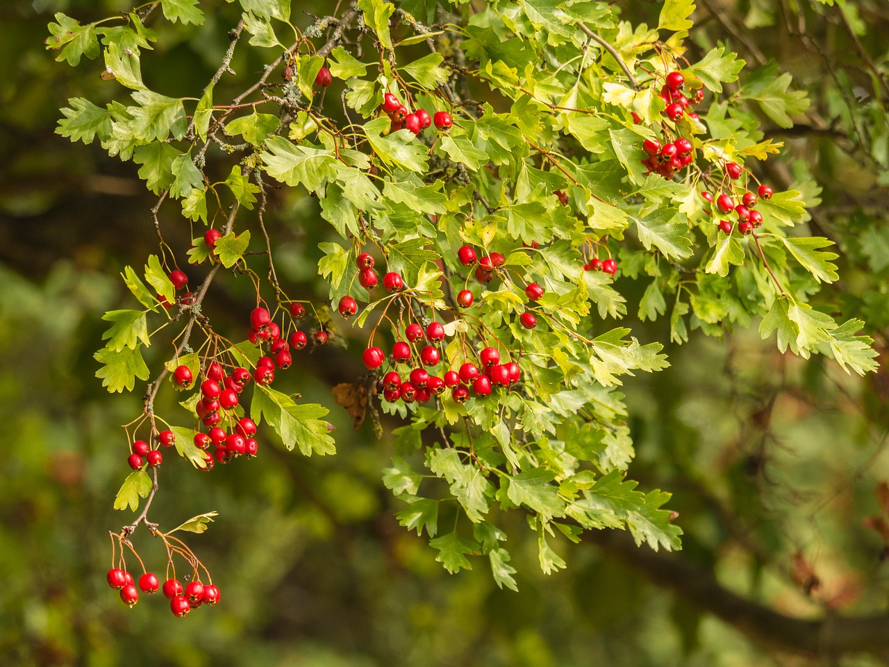 tree  branches  plant free photo