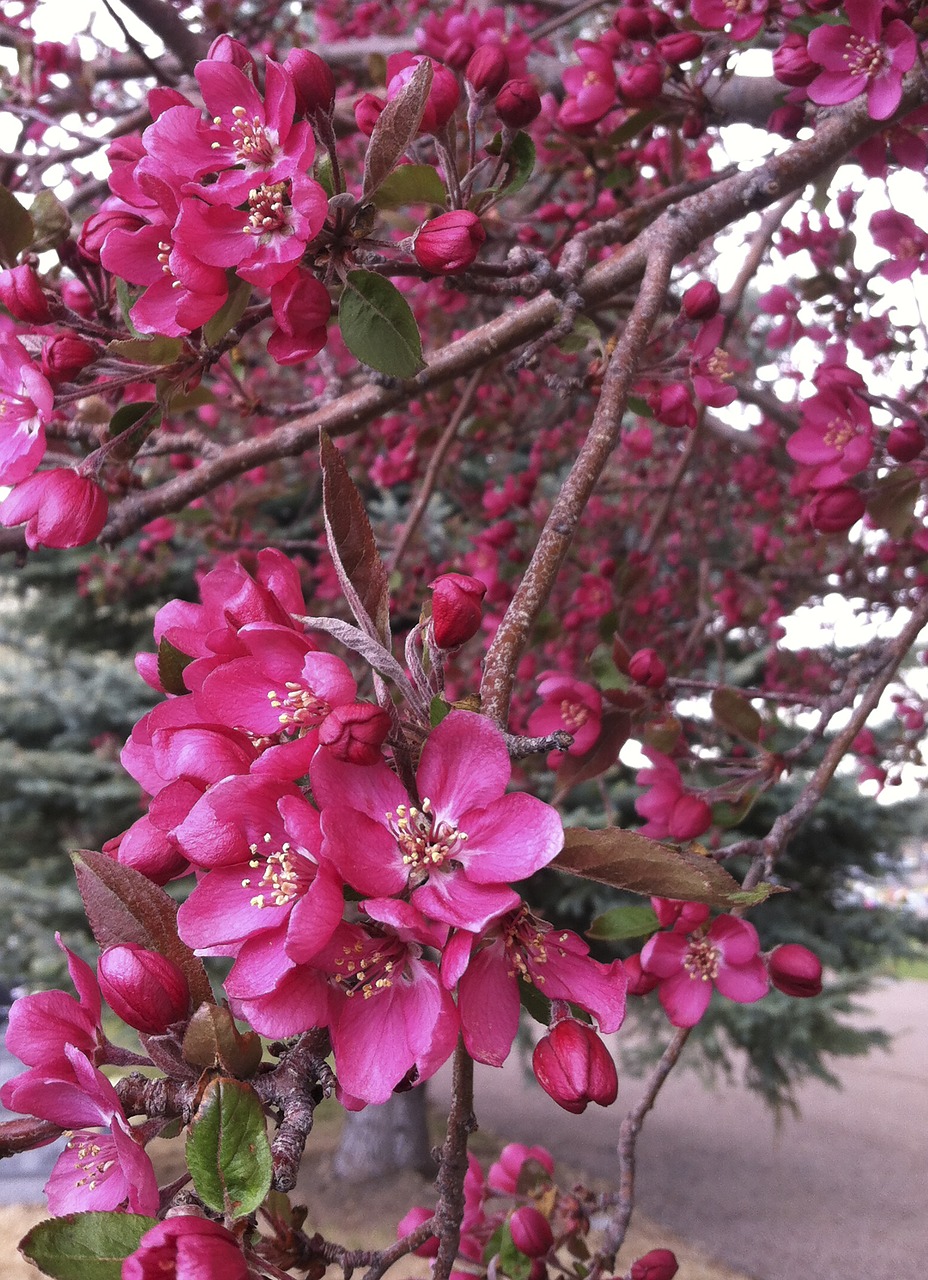 tree  flowers  blossoms free photo