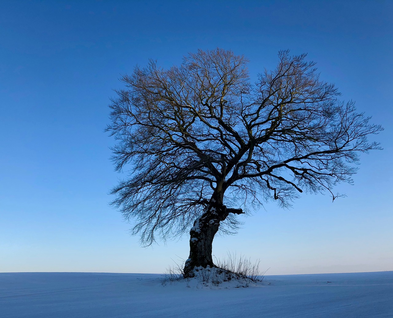 tree  winter  snow free photo