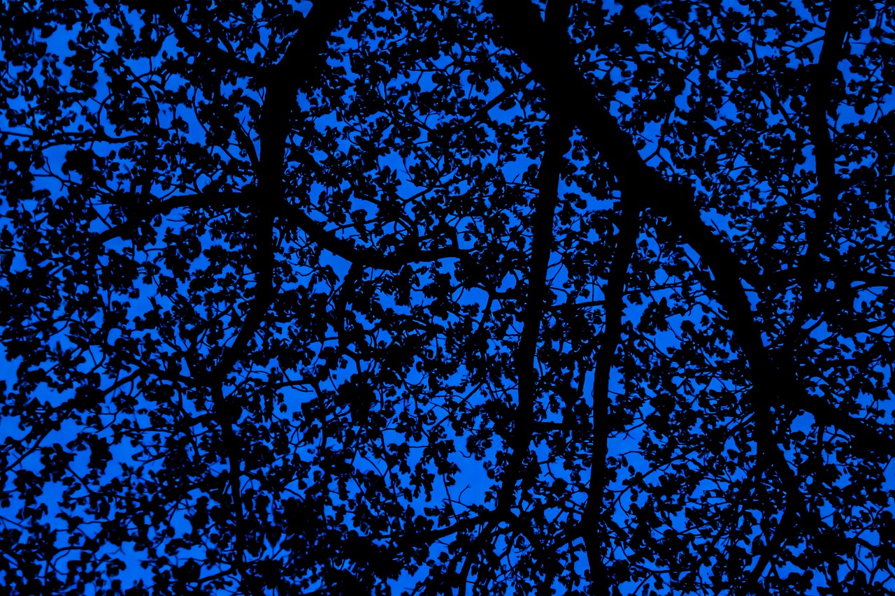 tree  leaves  texture free photo