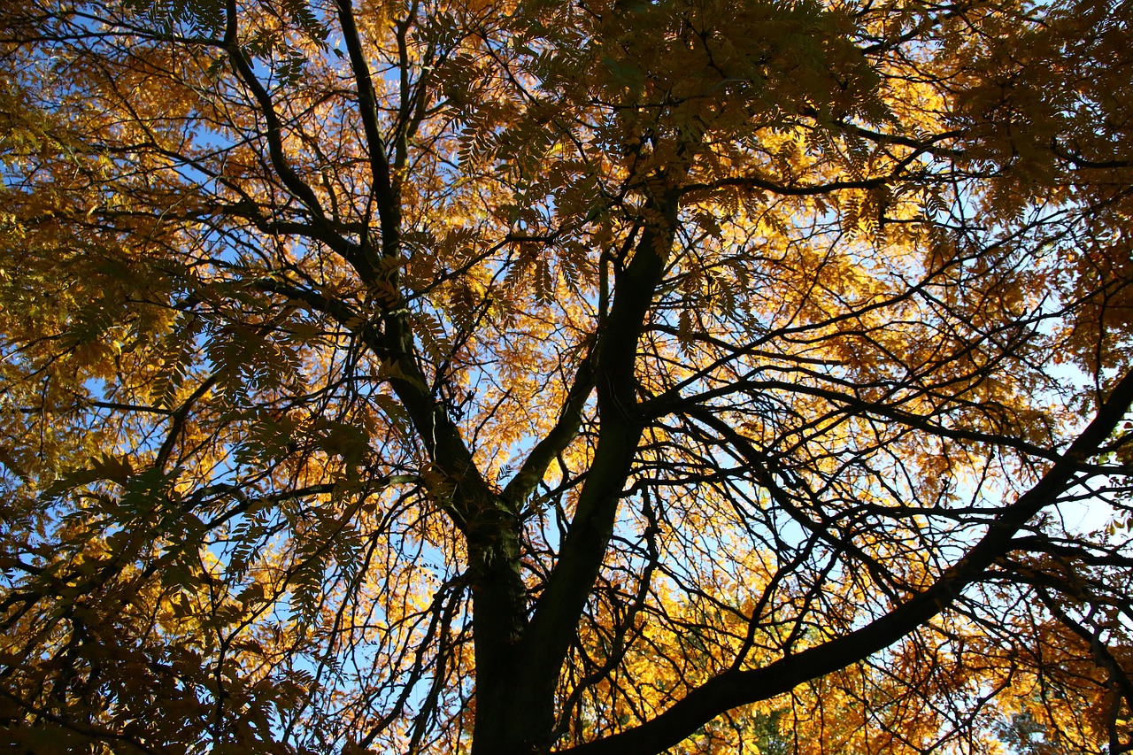 tree  leaves  light free photo