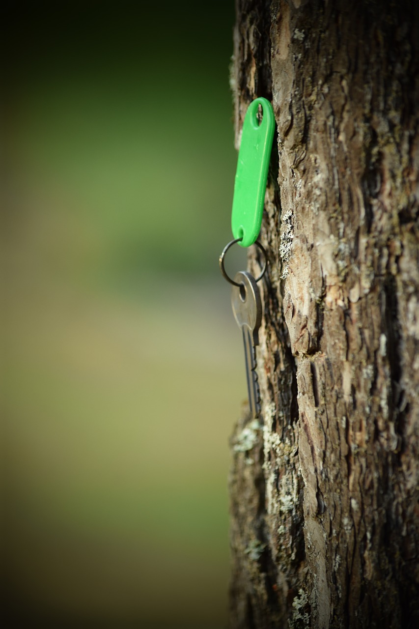 tree  key  nature free photo