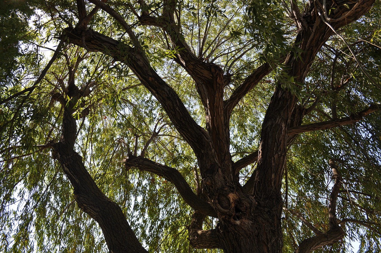 tree  sky  nature free photo