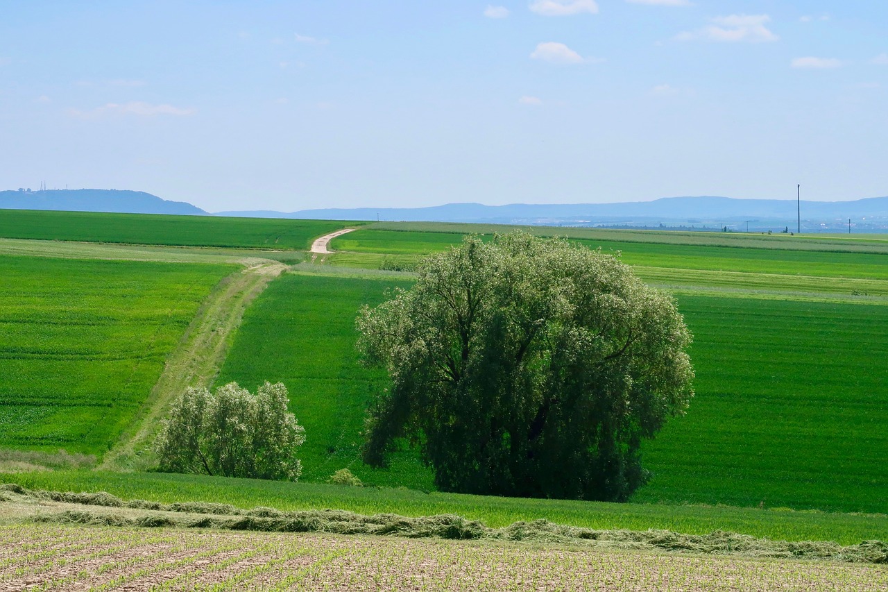 tree  lane  landscape free photo