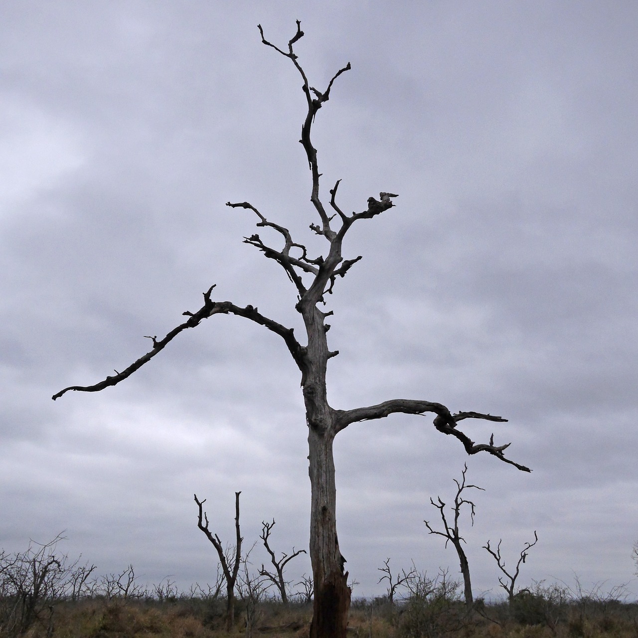 tree  dead  dead plant free photo