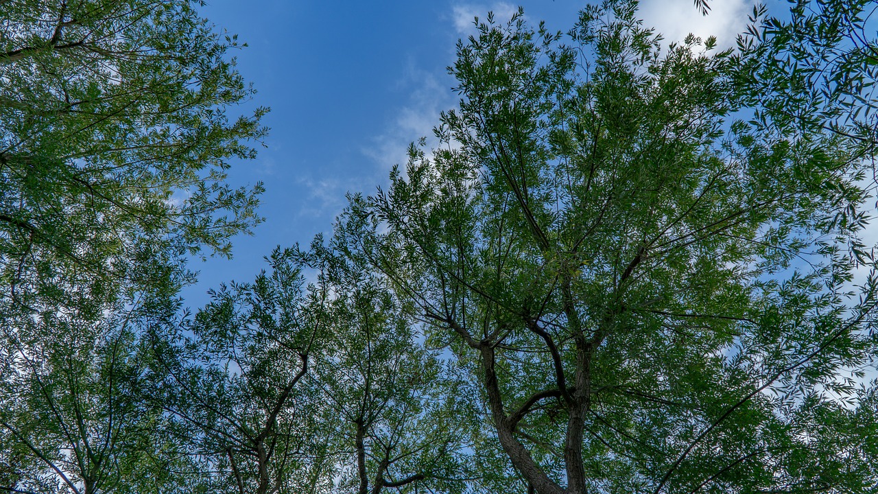 tree  sky  nature free photo