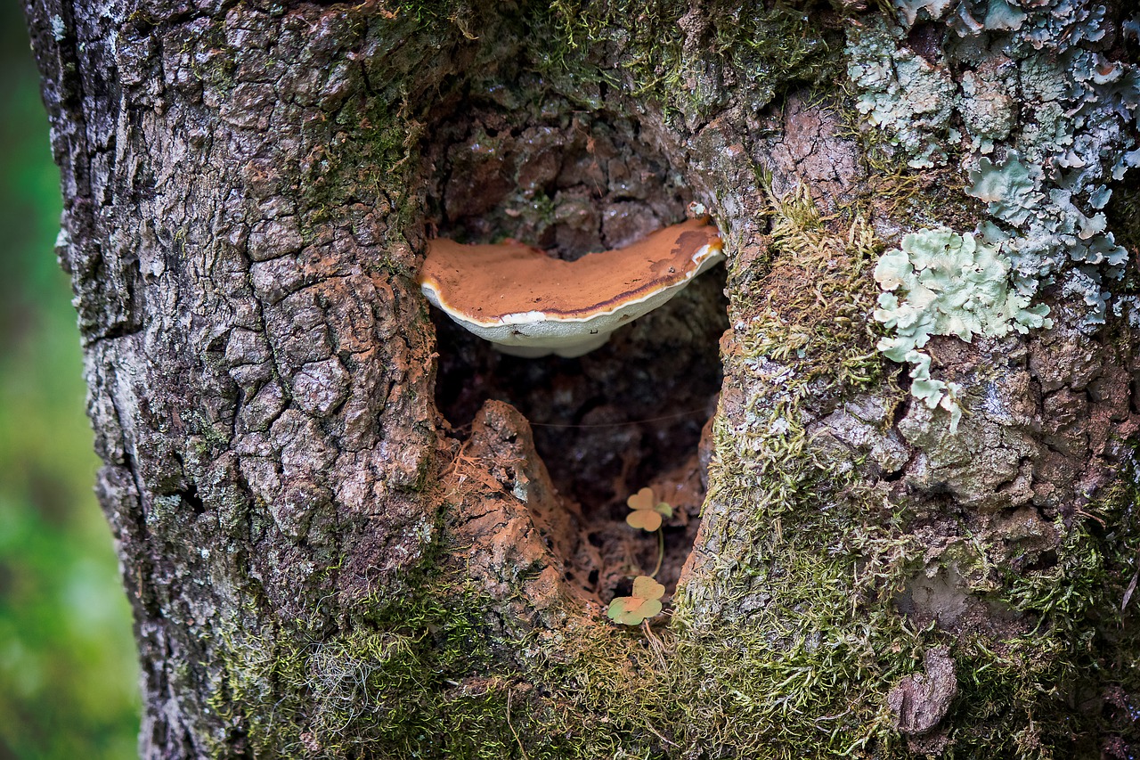 tree  mushroom  nature free photo