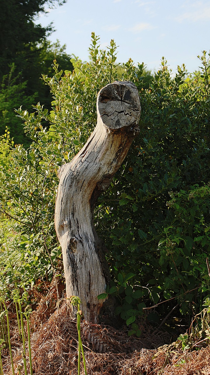 tree trunk dead tree free photo