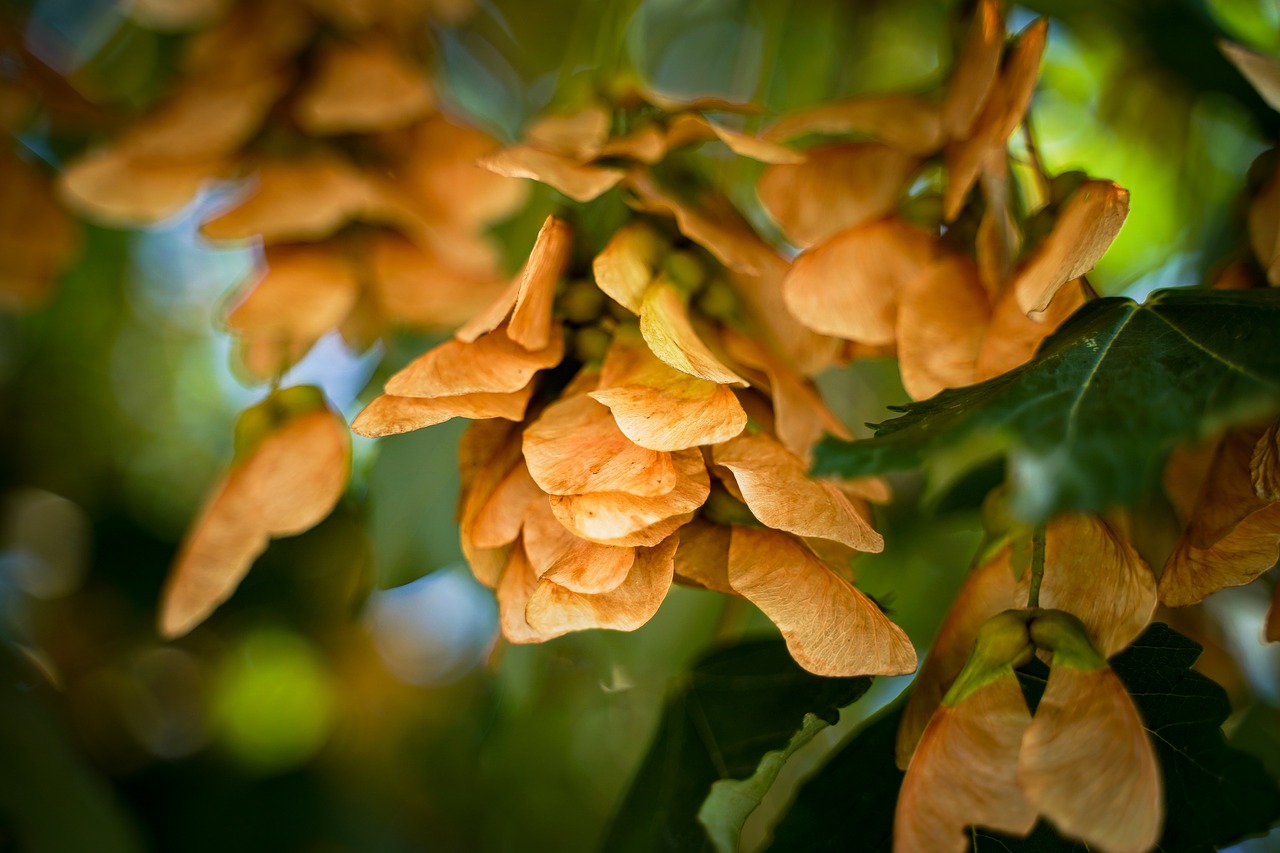 tree  seeds  withered free photo