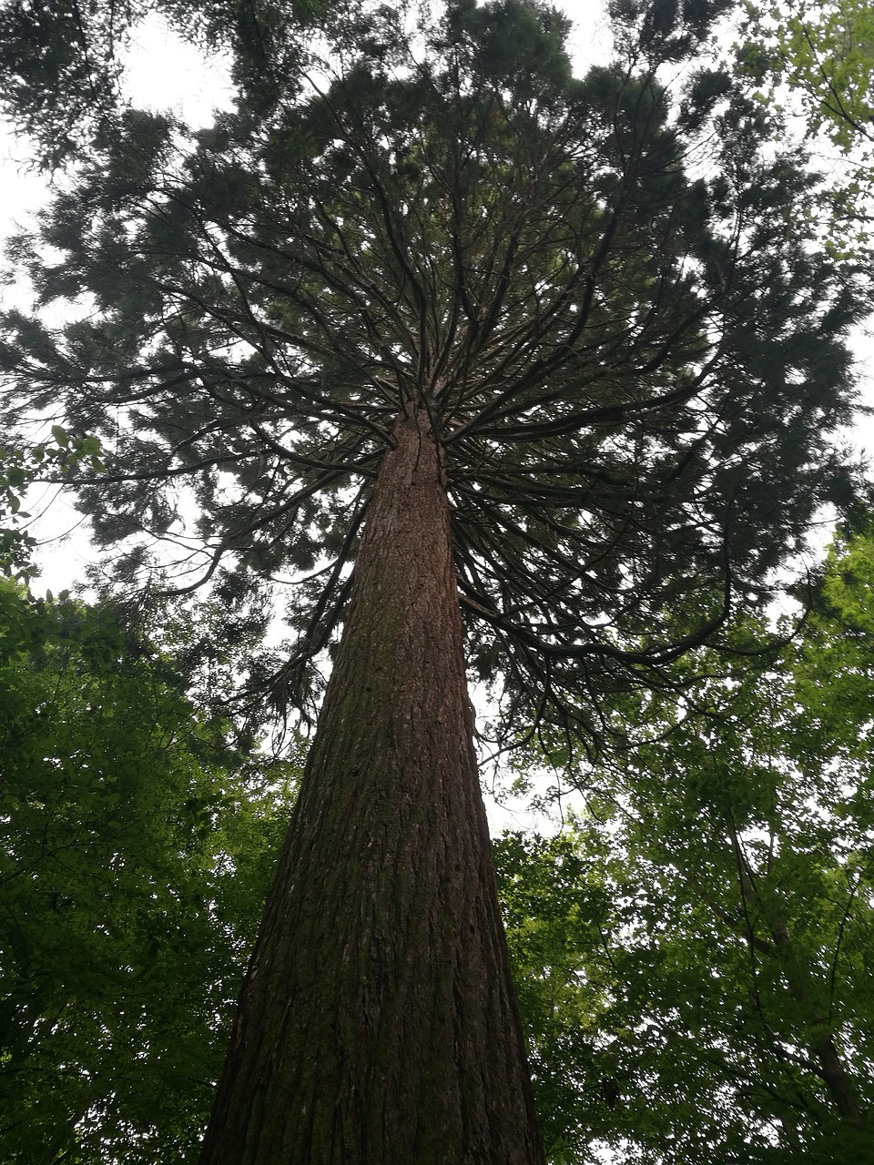 tree  mammoth  nature free photo