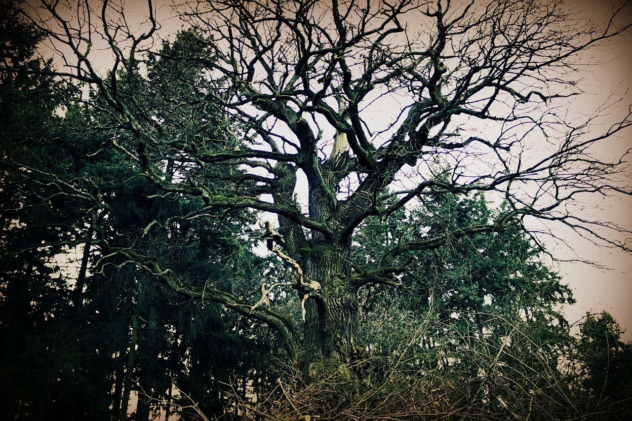 tree  forest  gloomy free photo