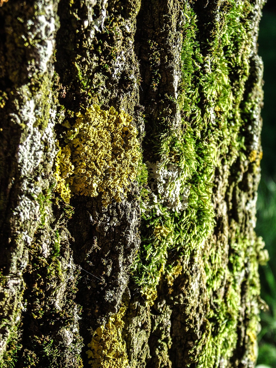 tree log bark free photo