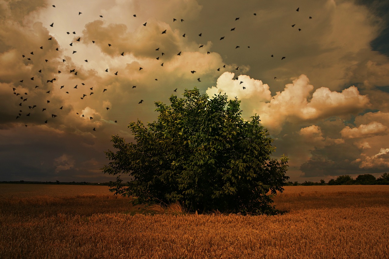 tree  birds  sky free photo