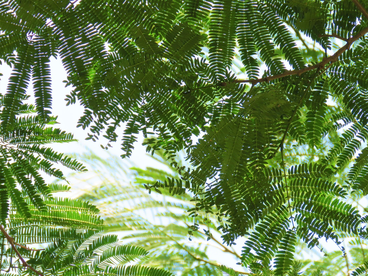 tree  leaves  fern free photo