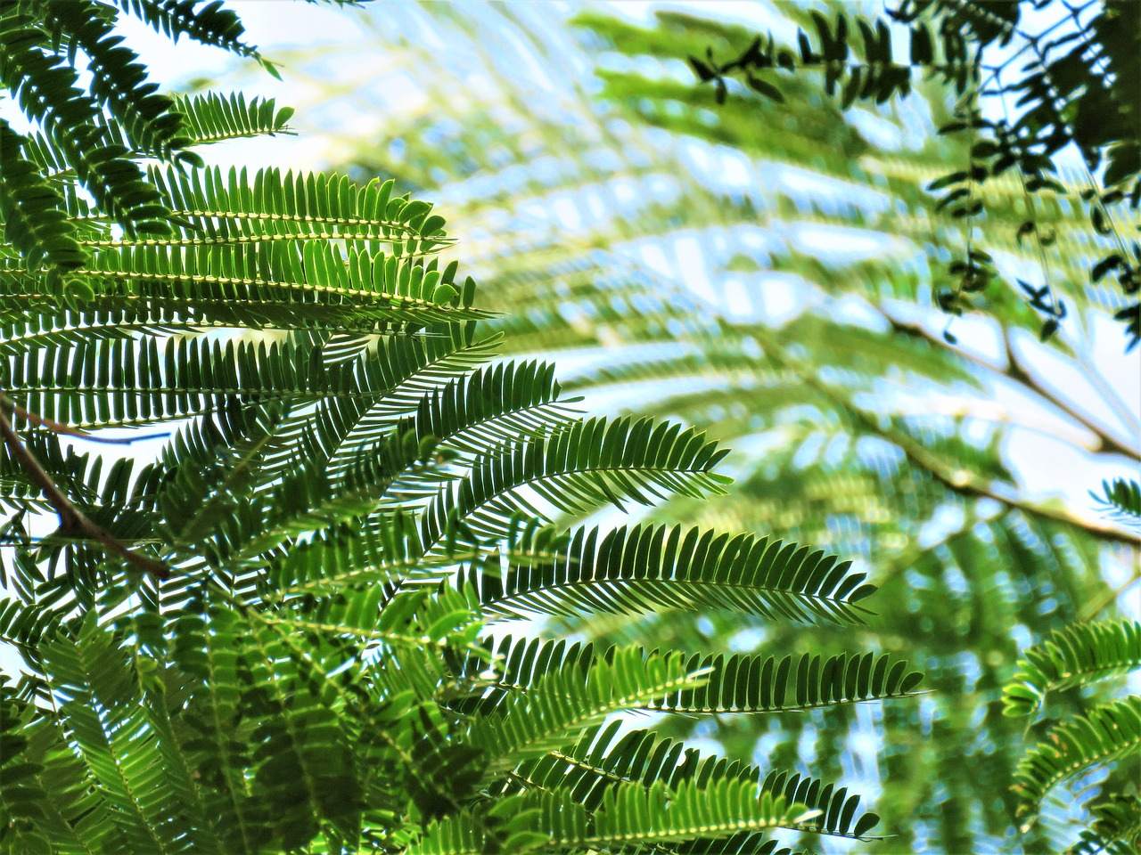 tree  leaves  fern free photo
