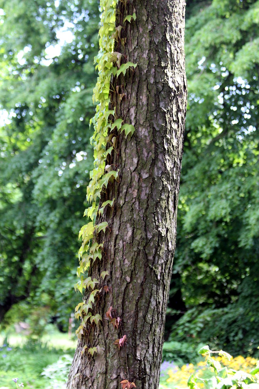 tree  trunk  plant free photo