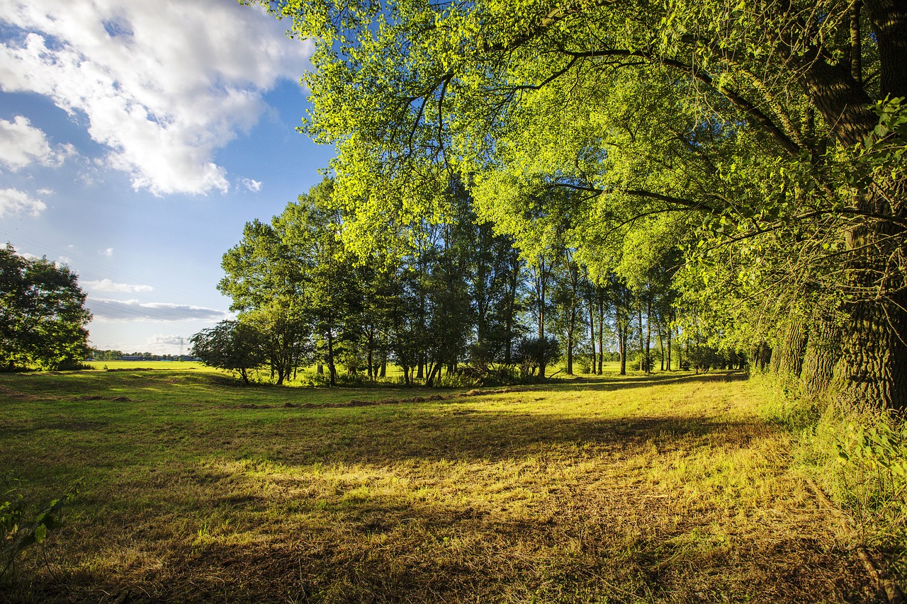 tree  landscape  nature free photo