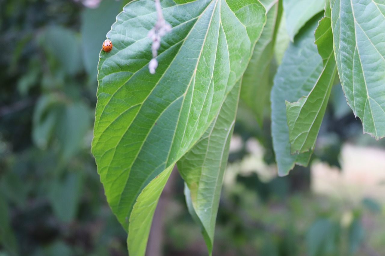 tree  foliage  plant free photo