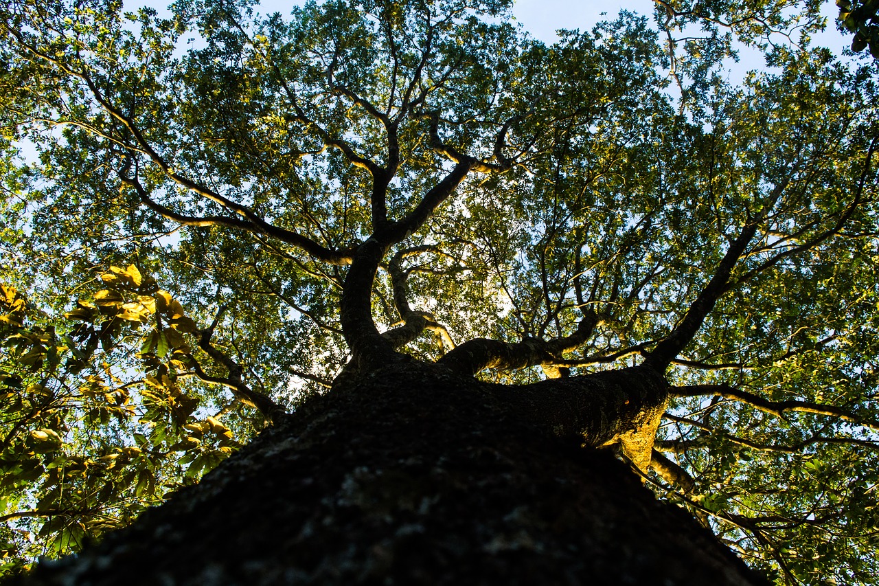 tree  forest  green free photo