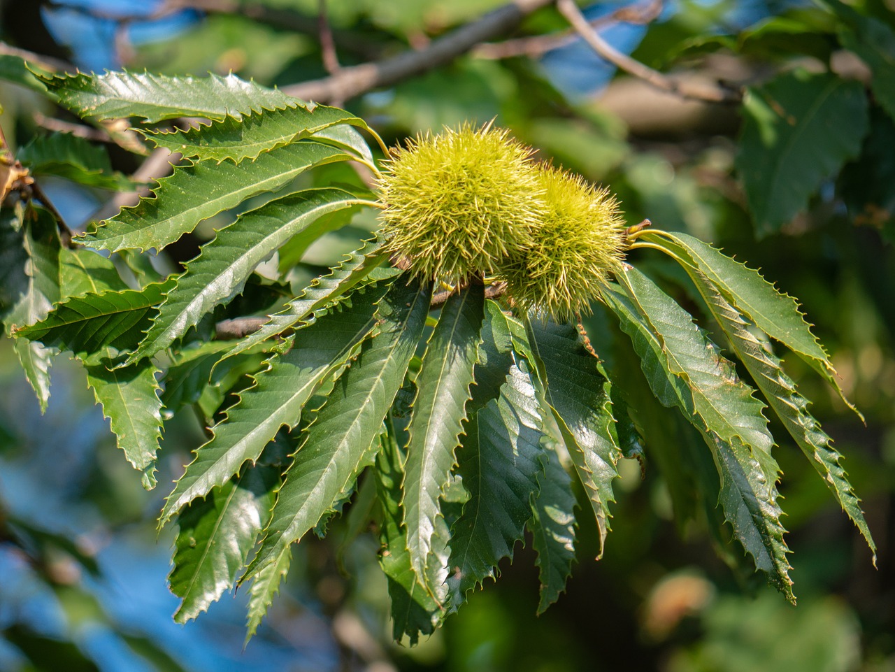 tree  leaves  chestnut free photo