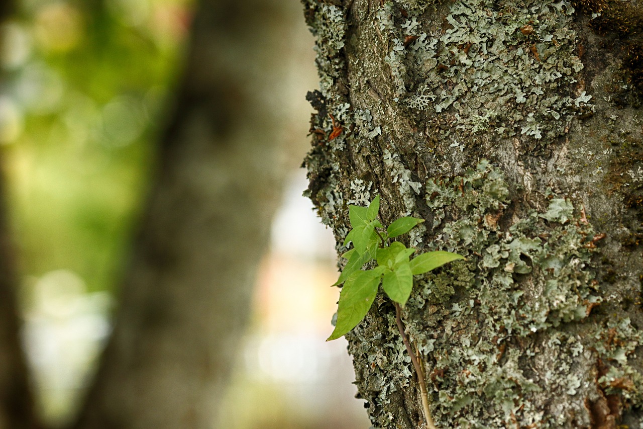 tree  leaf  wood free photo