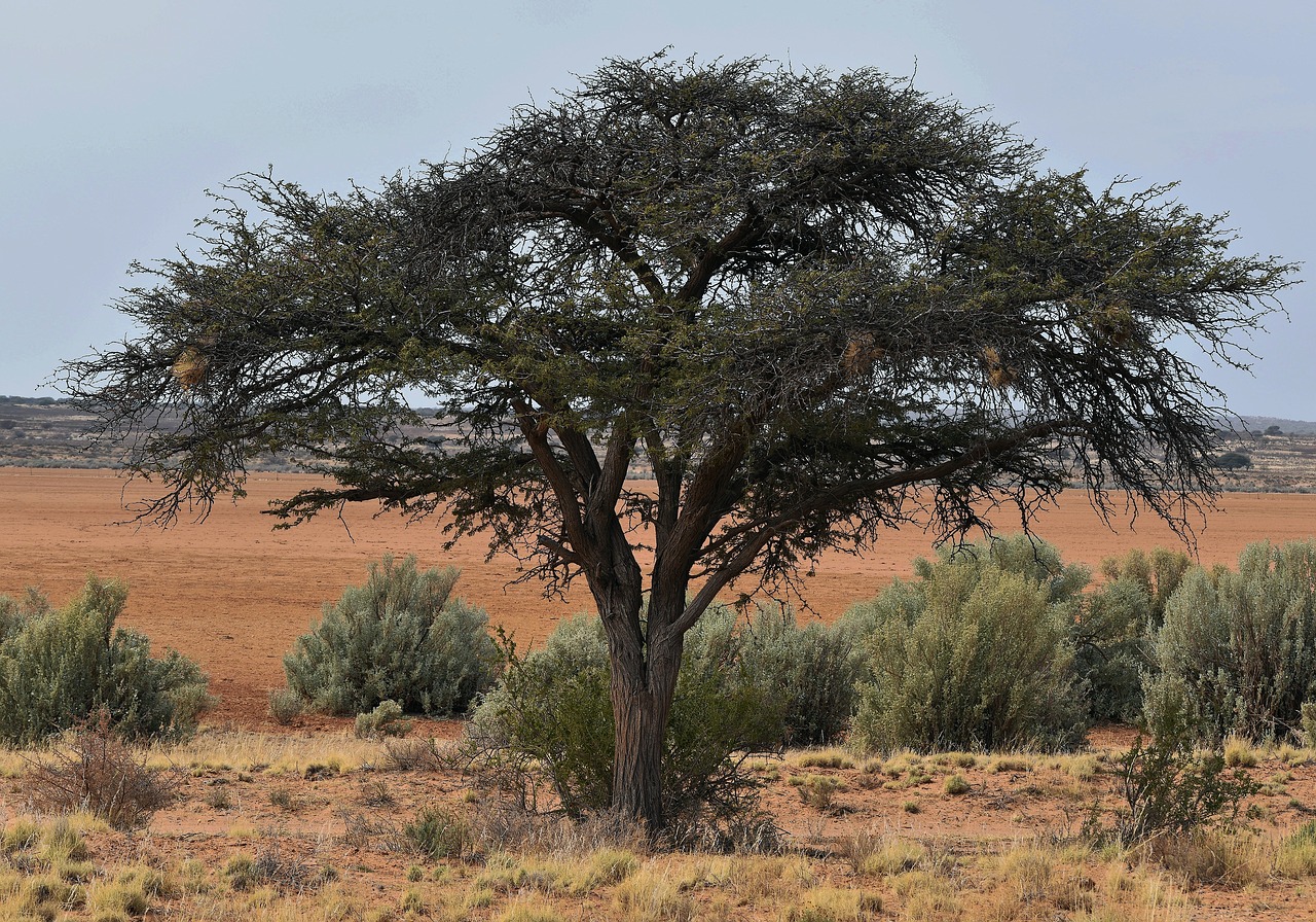 tree  acacia  desert free photo