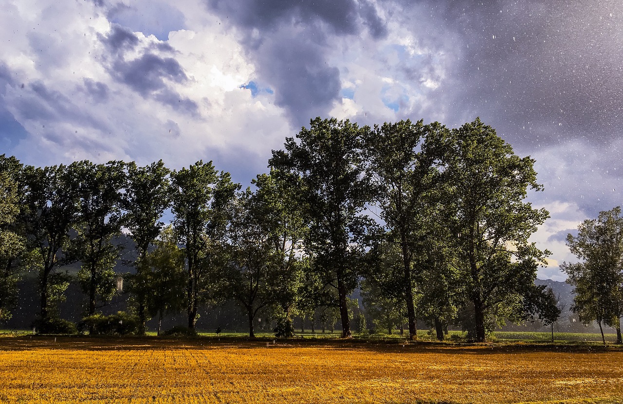 tree  clouds  sky free photo