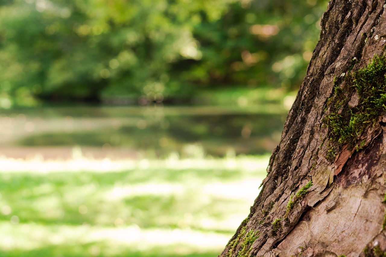 tree  bark  nature free photo