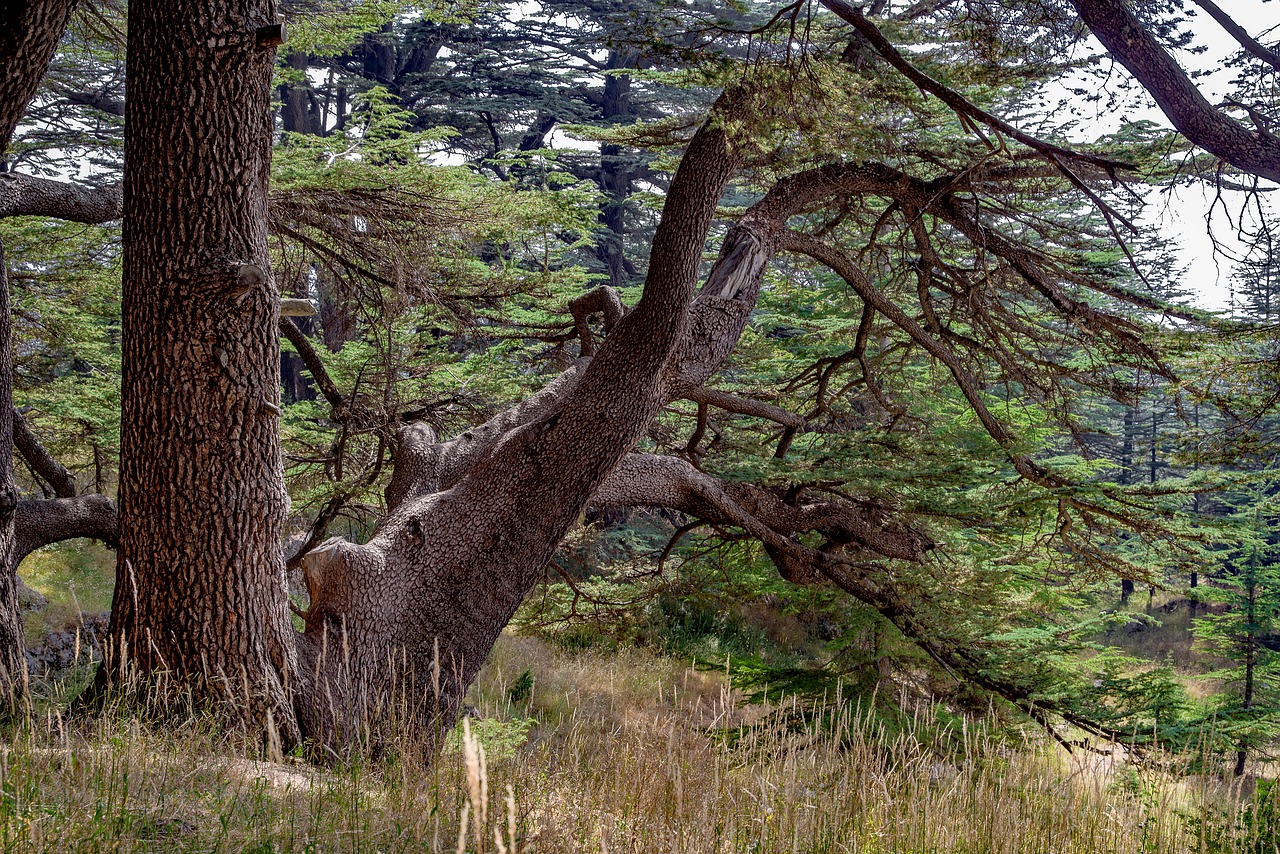 tree  cedar  ancient free photo